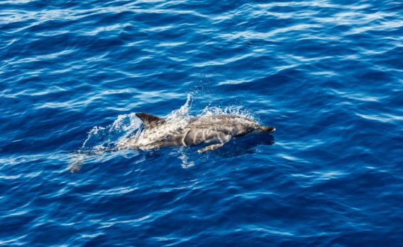 atlantic striped dolphins near the azores island dolphin in the ocean waves