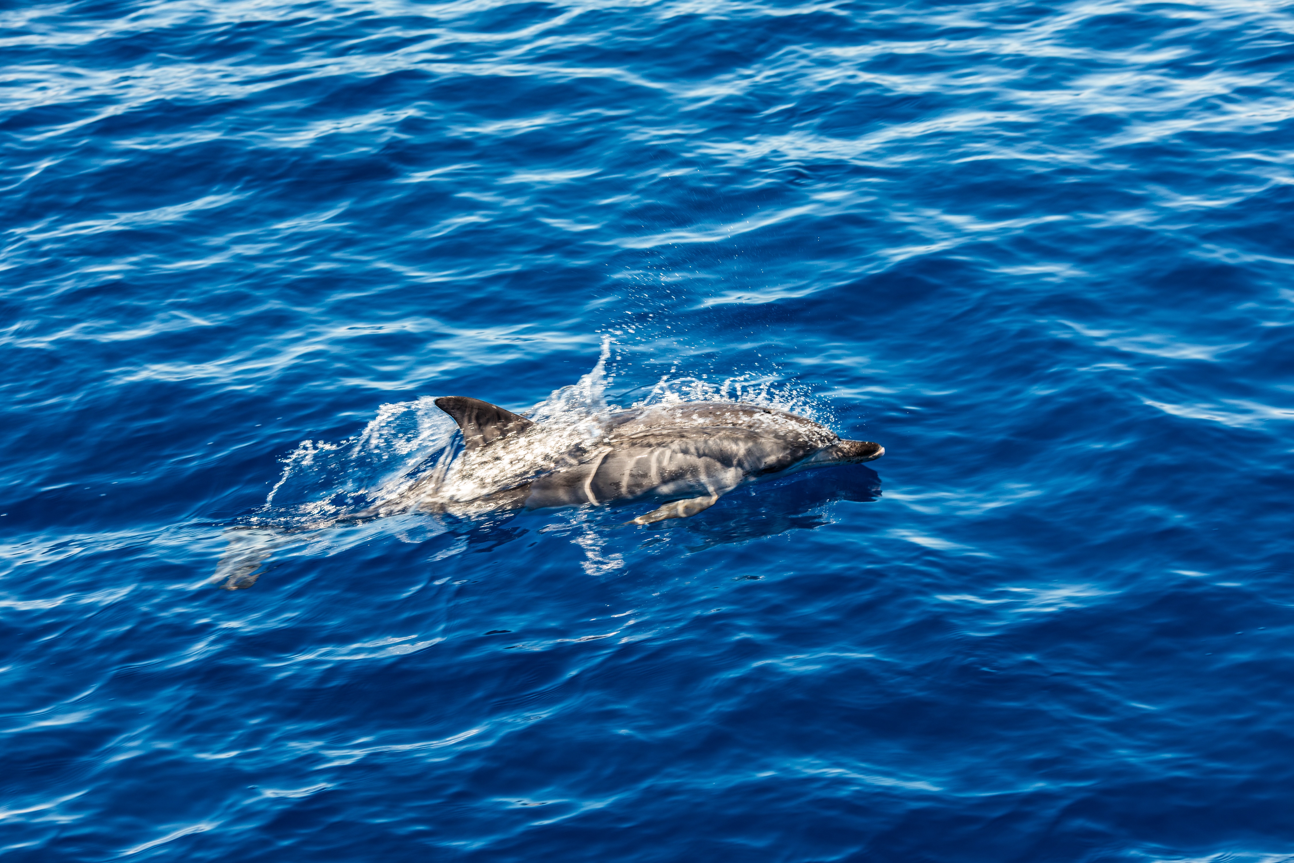 atlantic striped dolphins near the azores island dolphin in the ocean waves